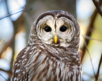 Barred Owl Photograph Print, Wildlife Photography, Bird Animal Photo Print, Nature Wall Art by Tim Kiser Photography