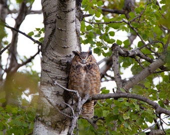 Great Horned Owl Photograph Print, Wildlife Photography, Animal Photo Print, Nature Wall Art by Tim Kiser Photography