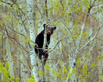 American Black Bear Cub Photograph Print, Wildlife Photography, Animal Photo Print, Nature Wall Art by Tim Kiser Photography
