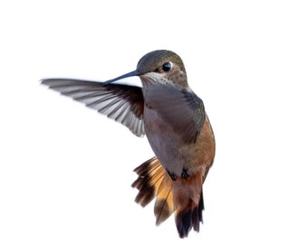 Hummingbird Photograph Print, Wildlife Photography, Animal Photo Print, Nature Wall Art by Tim Kiser Photography