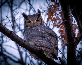 Great Horned Owl Photograph Print, Wildlife Photography, Animal Photo Print, Nature Wall Art by Tim Kiser Photography