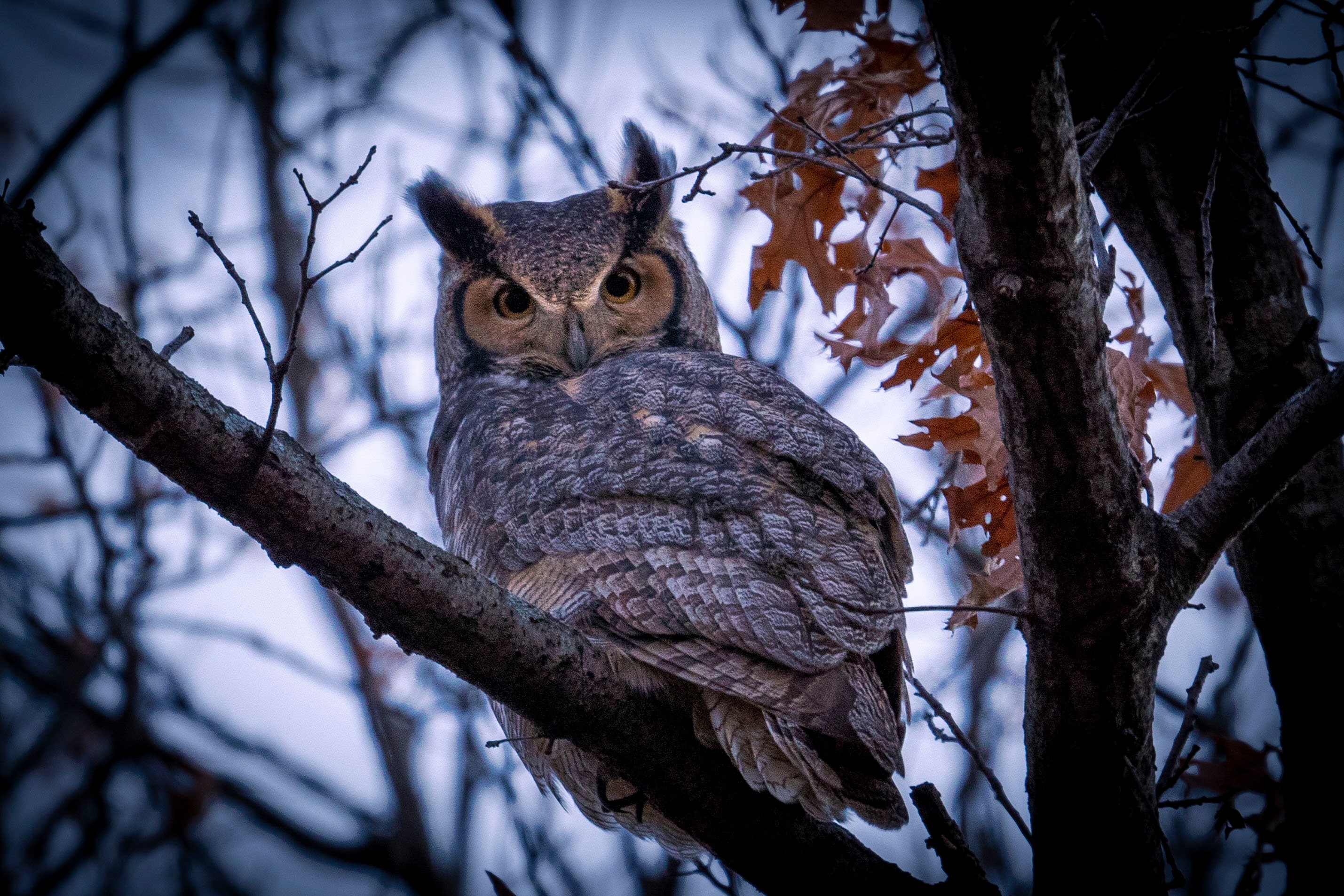 Great Horned Owl Photograph Print, Wildlife Photography, Animal Photo Print, Nature Wall Art by Tim 