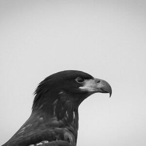 Bald Eagle Photograph Print, Wildlife Photography, Animal Photo Print, Nature Wall Art by Tim Kiser Photography