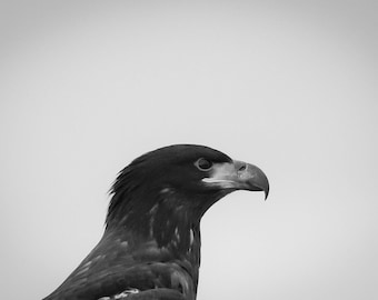 Bald Eagle Photograph Print, Wildlife Photography, Animal Photo Print, Nature Wall Art by Tim Kiser Photography