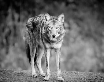 Coyote Photograph Print, Wildlife Photography, Animal Photo Print, Nature Wall Art by Tim Kiser Photography