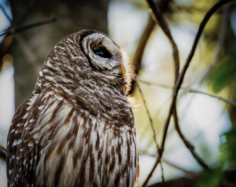 Barred Owl Photograph Print, Wildlife Photography, Bird Animal Photo Print, Nature Wall Art by Tim Kiser Photography