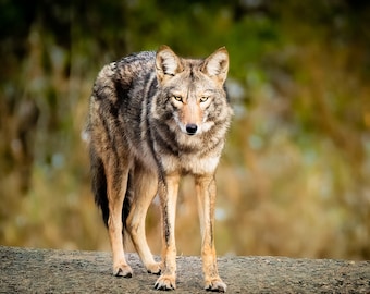 Coyote Photograph Print, Wildlife Photography, Animal Photo Print, Nature Wall Art by Tim Kiser Photography
