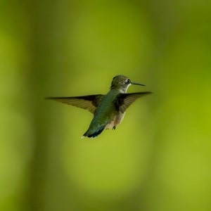 Hummingbird Photograph Print, Wildlife Photography, Animal Photo Print, Nature Wall Art by Tim Kiser Photography
