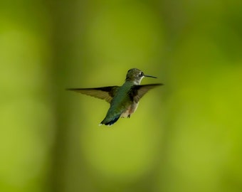 Hummingbird Photograph Print, Wildlife Photography, Animal Photo Print, Nature Wall Art by Tim Kiser Photography