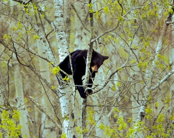 American Black Bear Cub Photograph Print, Wildlife Photography, Animal Photo Print, Nature Wall Art by Tim Kiser Photography