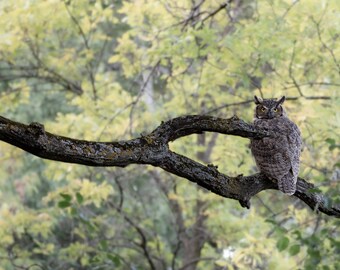 Great Horned Owl Photograph Print, Wildlife Photography, Animal Photo Print, Nature Wall Art by Tim Kiser Photography