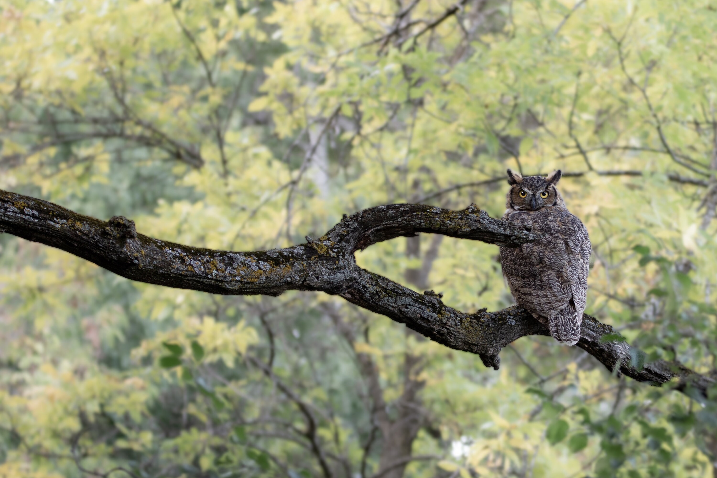 Great Horned Owl Photograph Print, Wildlife Photography, Animal Photo Print, Nature Wall Art by Tim 