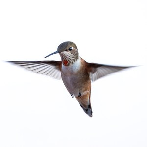 Hummingbird Photograph Print, Wildlife Photography, Animal Photo Print, Nature Wall Art by Tim Kiser Photography