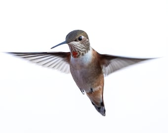 Hummingbird Photograph Print, Wildlife Photography, Animal Photo Print, Nature Wall Art by Tim Kiser Photography