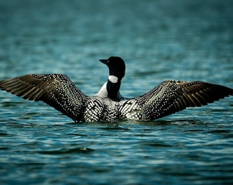 Loon Photograph Print, Wildlife Photography, Animal Photo Print, Nature Wall Art by Tim Kiser Photography