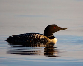 Loon Photograph Print, Wildlife Photography, Animal Photo Print, Nature Wall Art by Tim Kiser Photography