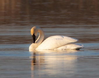 Swan on Water Photograph Print,  Wildlife Photography, Animal Photo Print, Nature Wall Art by Tim Kiser Photography