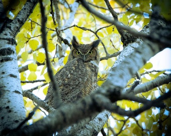 Great Horned Owl Photograph Print, Wildlife Photography, Bird Animal Photo Print, Nature Wall Art by Tim Kiser Photography