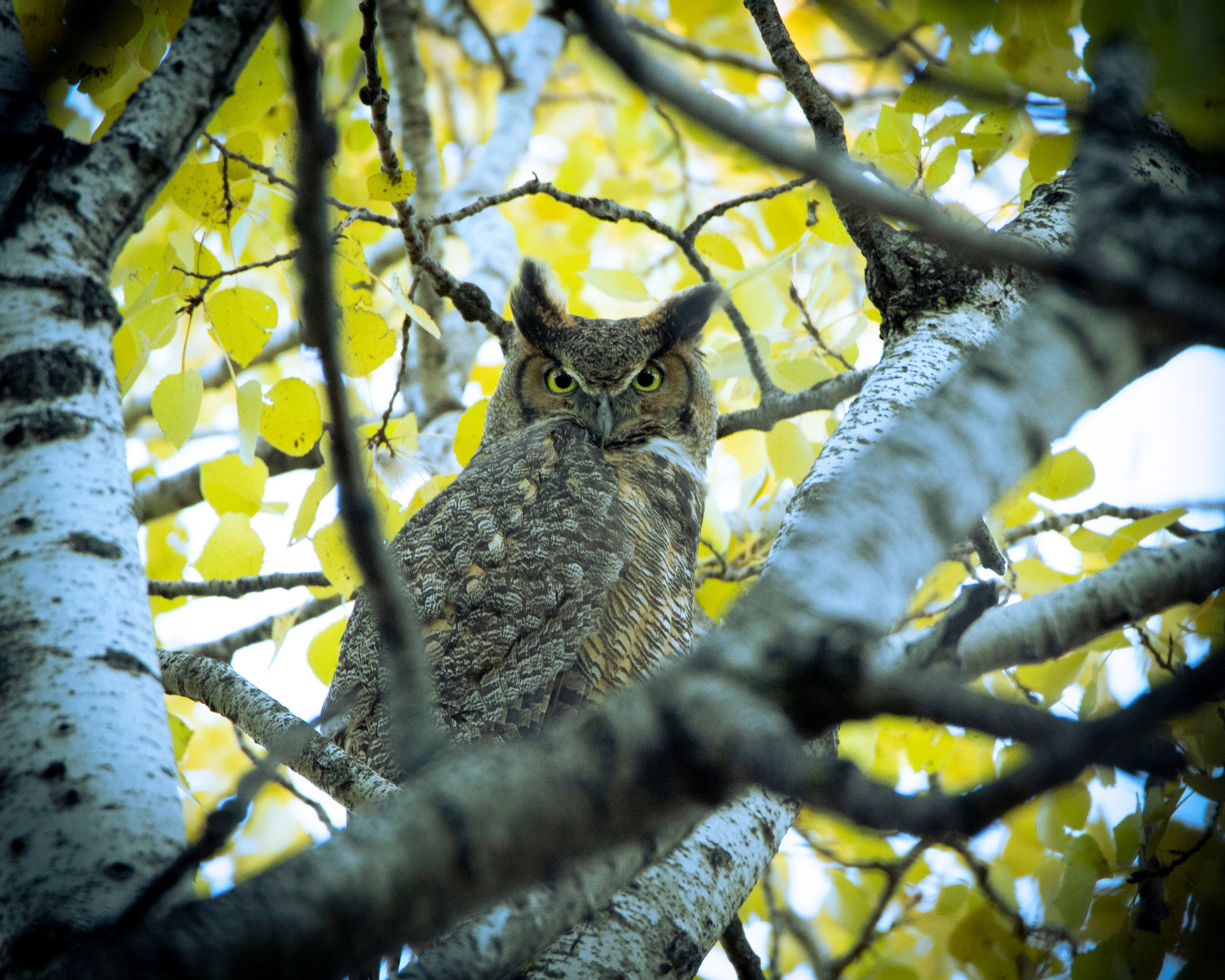 Great Horned Owl Photograph Print, Wildlife Photography, Bird Animal Photo Print, Nature Wall Art by