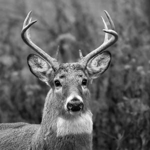 Whitetail Buck Photograph Print, Wildlife Photography, Animal Photo Print, Nature Wall Art by Tim Kiser Photography