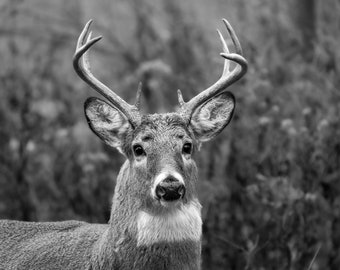 Whitetail Buck Photograph Print, Wildlife Photography, Animal Photo Print, Nature Wall Art by Tim Kiser Photography