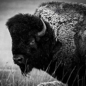 American Bison Print, Wildlife Photography, Animal Photo Print, Nature Wall Art by Tim Kiser Photography