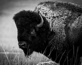 American Bison Print, Wildlife Photography, Animal Photo Print, Nature Wall Art by Tim Kiser Photography