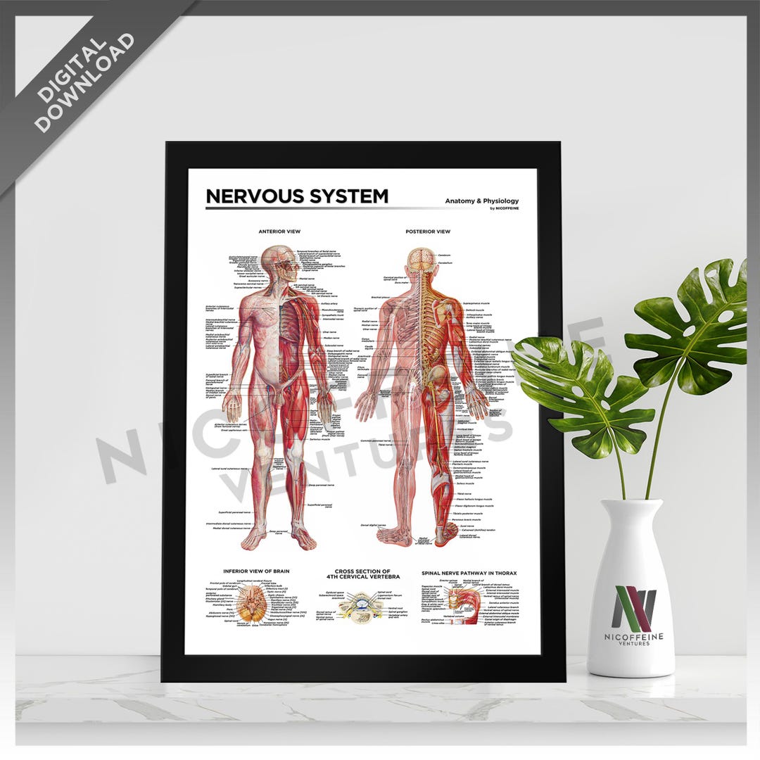 Nervous System Human Nerve Anatomy / Diagram for Large Poster Print ...