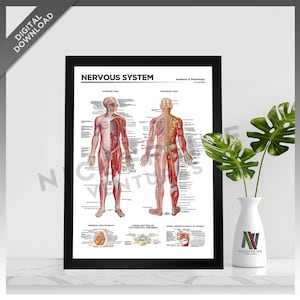 Può includere: Una stampa incorniciata intitolata "NERVOUS SYSTEM" con illustrazioni anatomiche dettagliate del sistema nervoso umano. Il poster mostra viste anteriori e posteriori, con etichette. Un vaso bianco con una pianta verde è sulla destra.