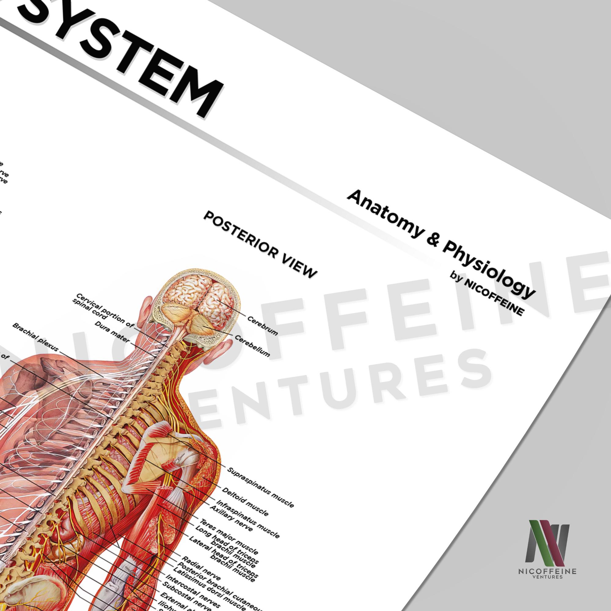 Nervous System Human Nerve Anatomy / Diagram for Large Poster Print ...