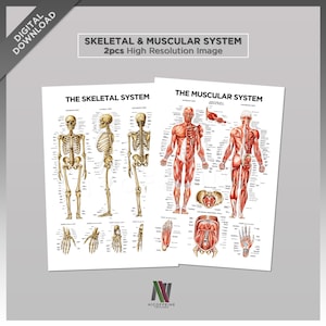 May include: Two educational posters titled The Skeletal System and The Muscular System. The skeletal chart shows beige bone structures from anterior, lateral, and posterior views with hand and foot details. The muscular chart displays red muscle anatomy.