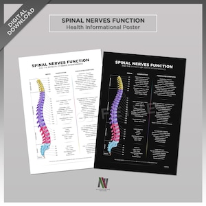 Puede incluir: Un póster infográfico en blanco y negro con una ilustración colorida de la columna vertebral y los nervios espinales humanos. El póster muestra la ubicación de cada nervio y sus síntomas asociados. El texto en el póster dice "Función de los nervios espinales y los efectos de la interferencia nerviosa".