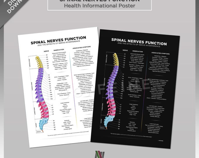 Chart of the Spinal Nerve, Print 5x7 Etsy Australia