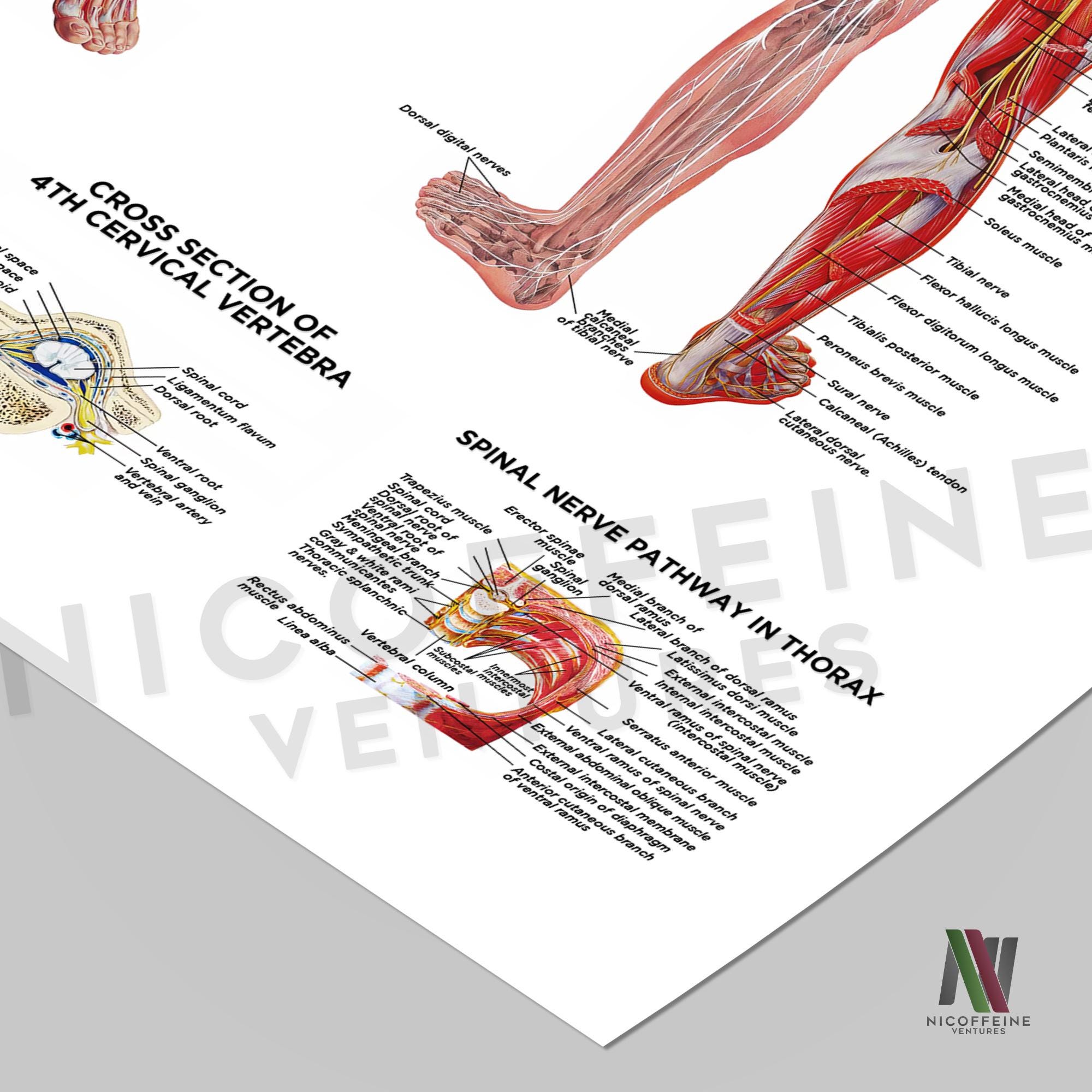 Nervous System Human Nerve Anatomy / Diagram for Large Poster Print ...