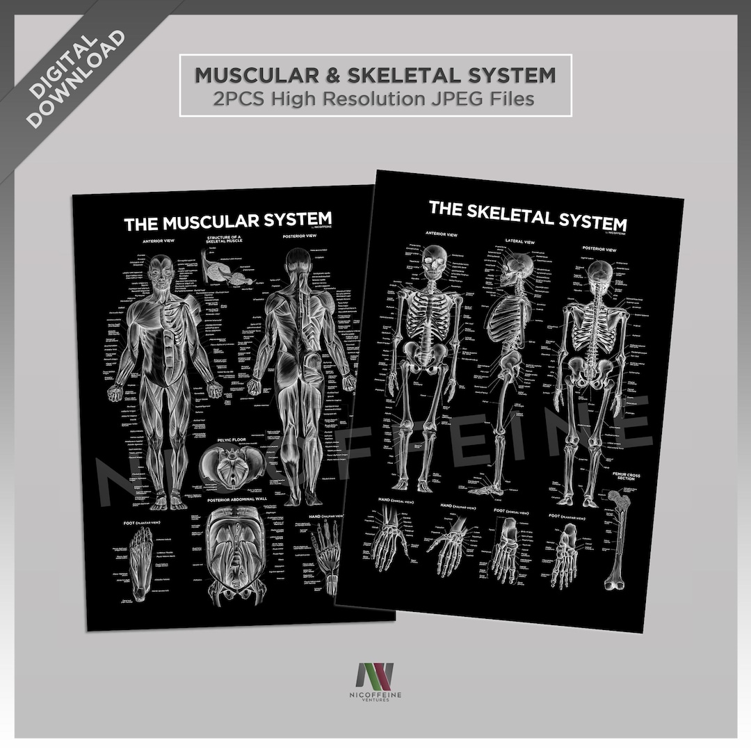 2PCS Complete the Muscular System & the Skeletal System Black and White ...
