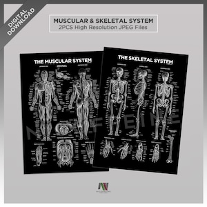 Könnte beinhalten: Zwei schwarz-weiße anatomische Tafeln, eine zeigt das Muskelsystem und die andere das Skelettsystem. Beide Tafeln zeigen detaillierte Illustrationen des menschlichen Körpers mit Beschriftungen für jeden Muskel und Knochen.