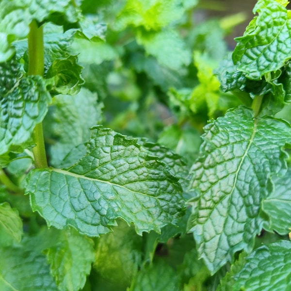 3 Wrigley's spearmint Mint Plants Organic Live Plants