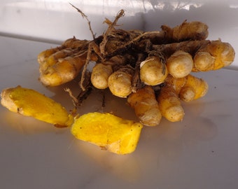 4 oz Turmeric Roots for Plant YELLOW-ORANGE Curcuma Longa - Arthritis Pain -New Harvest