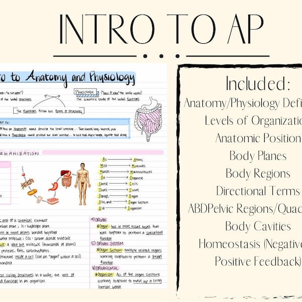 Anatomy Flashcards Etsy