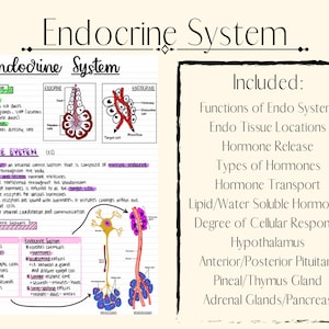 Endocrine System
