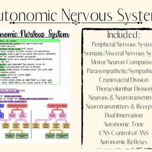 Autonomes Nervensystem (ANS)