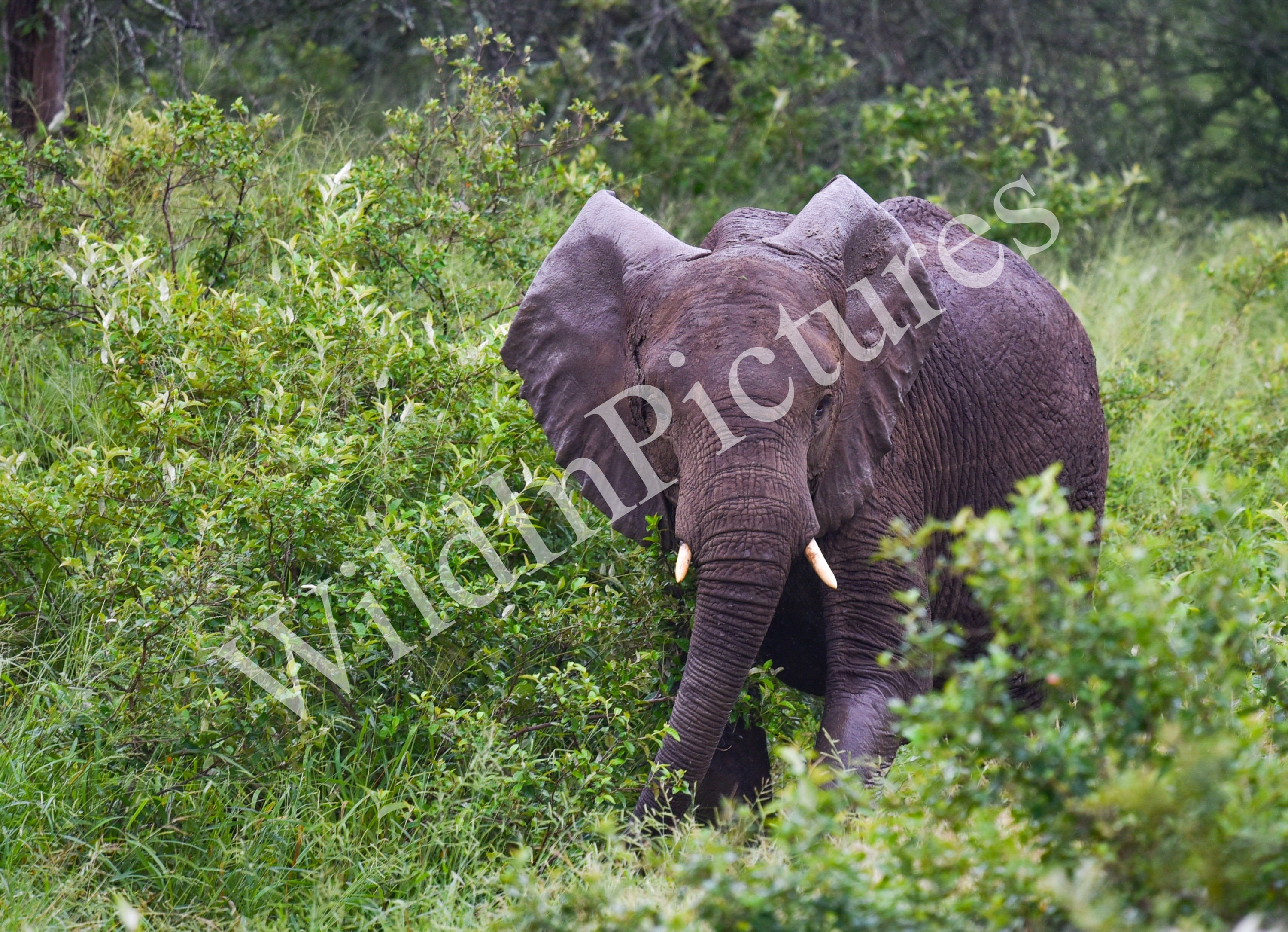 Photo Animalière Originale d'eléphant d'afrique Imprimée Pour Décoration Murale