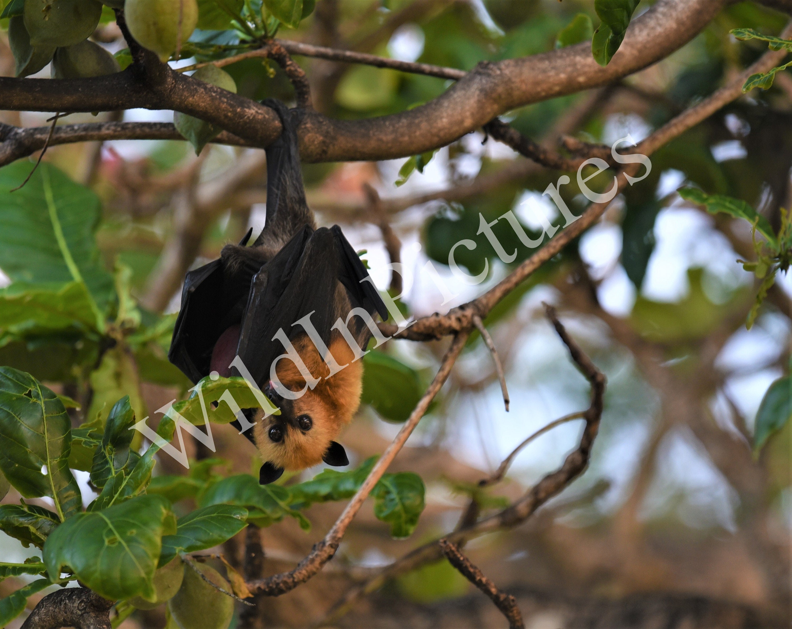Photo Animalière Originale de Chauve-Souris Des Seychelles Imprimée Pour Décoration Murale