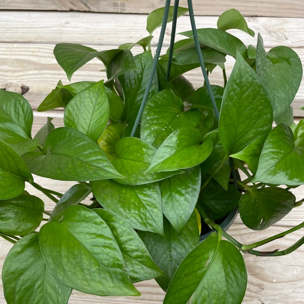 Green jade pothos uprooted cutting