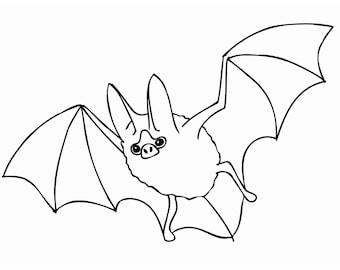 Può includere: Un disegno in bianco e nero di un pipistrello con le ali spiegate. Il pipistrello ha un corpo rotondo e grandi orecchie.