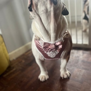 Wedding suit harness for Dogs male/female image 2