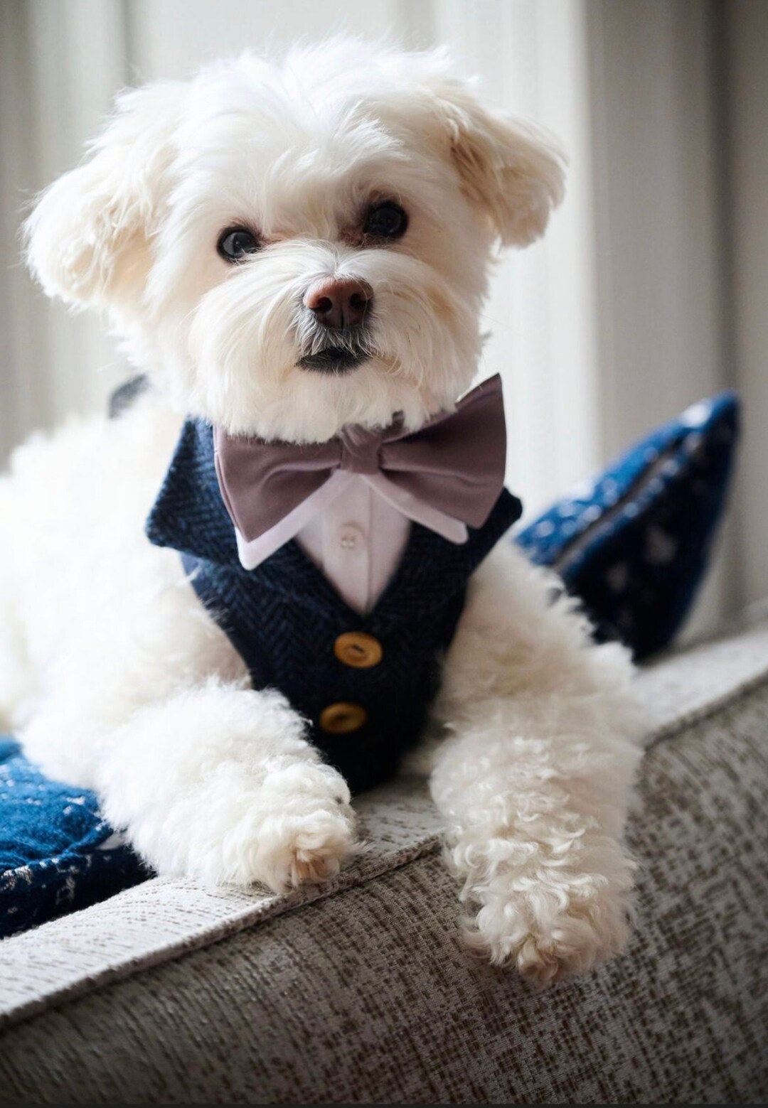 Wedding Suit Harness for Dogs Male/female Etsy UK