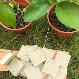 Miracle leaf soap/ Kalanchoe Pinnata plant/ leaf of life/ Goat milk soap