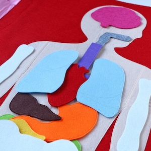 Kit de rompecabezas de anatomía de fieltro / Tapete de juego del cuerpo humano y rompecabezas de órganos