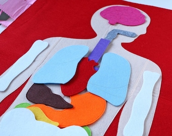 Kit puzzle anatomico in feltro / Tappetino da gioco del corpo umano e puzzle degli organi